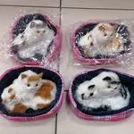 Kotki z dźwiękiem w koszyczku, zestaw maskotek, mix kolorów