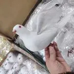 Biała figurka gołębia dekoracyjnego
