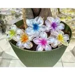 Klamry do Włosów Kwiaty Frangipani Wielobarwne 12 szt