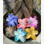 Klamra do Włosów Akrylowa Kwiat Plumeria