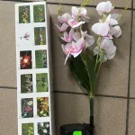 Solarne Kwiaty Orchidee LED Zestaw 2 sztuki do Ogrodu